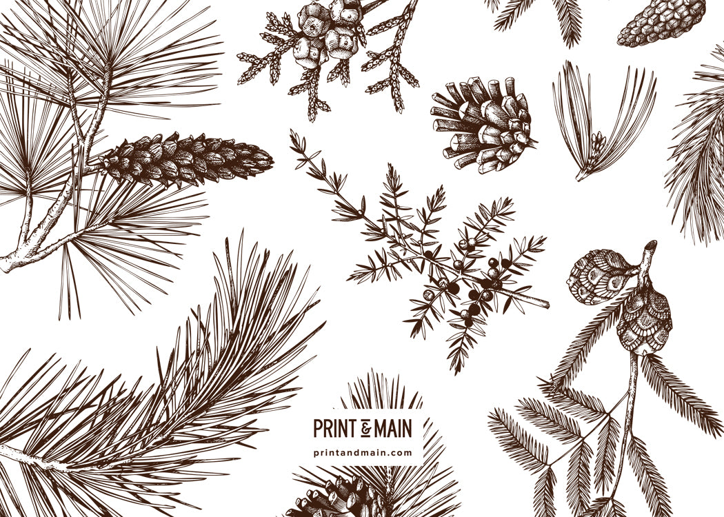 Merry – Winter Plants